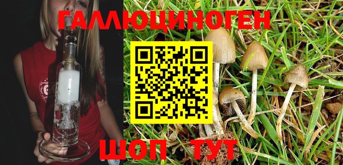 Галлюциногенные грибы Psilocybe Гусь-Хрустальный